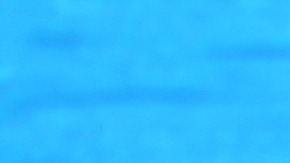 El clítoris del delfín tiene muchas características que sugieren que funciona para proporcionar placer a las hembras.