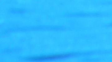 El clítoris del delfín tiene muchas características que sugieren que funciona para proporcionar placer a las hembras.