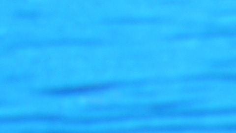 El clítoris del delfín tiene muchas características que sugieren que funciona para proporcionar placer a las hembras.