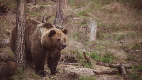 Ataque de oso.