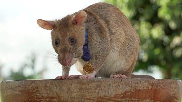 Magawa, la rata héroe, murió a los 8 años de edad.