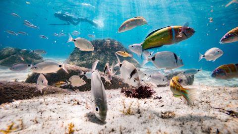 peces comportamiento viral