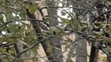 Unidad bomberil FDNY/Archivo.