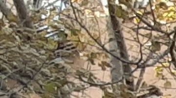 Unidad bomberil FDNY/Archivo.