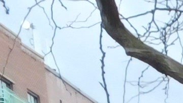 Pierina Sánchez, de 33 años, se propone nuevas batallas para defender a sus comunidades de El Bronx.