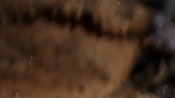 Basura pandemia Covid