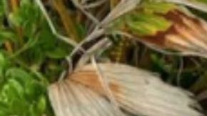 Sofía Jirau se convierte en la primera modelo Victoria’s Secret con síndrome de Down.