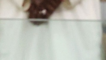 FBL-FIFA-ARAB-CUP-TUN-ALG