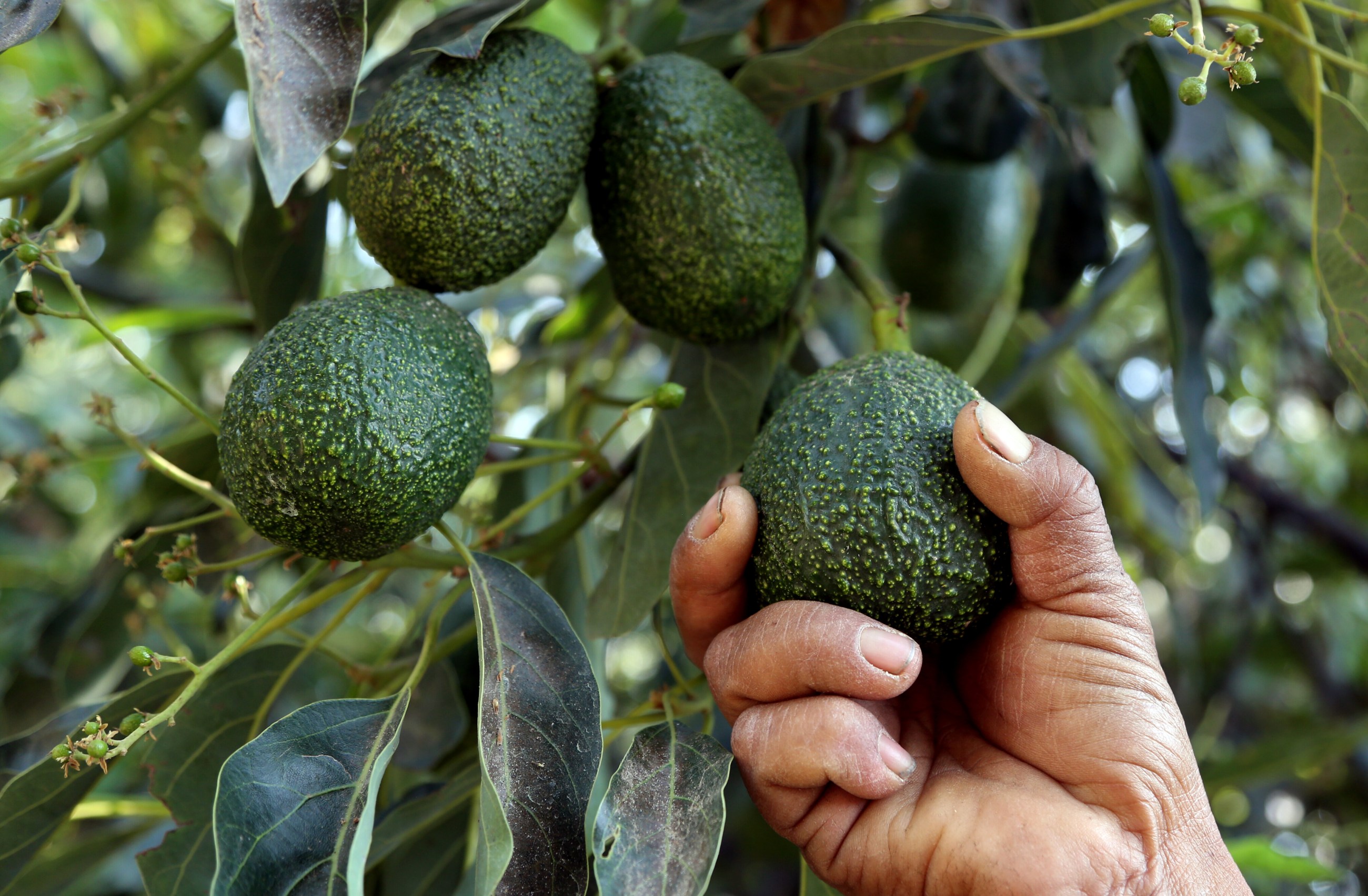 Productores de Michoacán podrían volver a exportar aguacate a EE. UU. en  pocos días