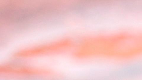 Científicos van a identificar cuáles son los insectos que usan y documentar cómo lo aplican.