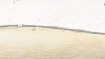 Oso zoologico Francia