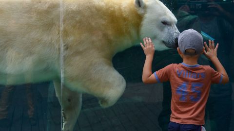 Oso zoologico Francia