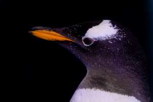 Nueva colonia de pingüinos hallada en la Antártida preocupa a los científicos; sería un serio indicador del cambio climático