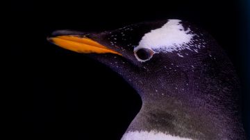 Los pingüinos han estado moviendo sus zonas de anidación para adaptarse al cambio climático.