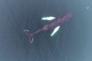 Islandia dejará de cazar ballenas a partir de 2024