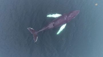 En las tres últimas temporadas estivales sólo se ha cazado una ballena en Islandia.
