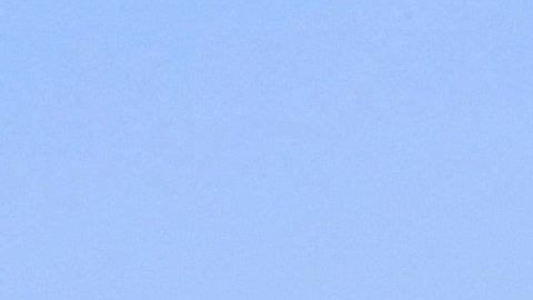 El primer ataque mortal de un tiburón blanco a un humano en 60 años en Sídney.