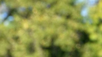 Los científicos sospechan que un dinosaurio sufrió tos, fiebre y dificultad para respirar.