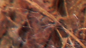 El koala es especialmente sensible a cualquier cambio en el medio ambiente.