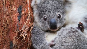 El koala es especialmente sensible a cualquier cambio en el medio ambiente.