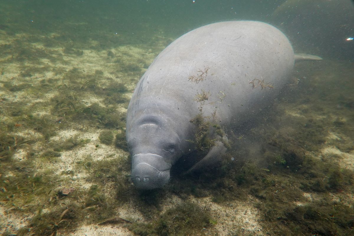 1,101 manatees died in Florida in the year 2021.