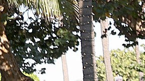 Local Miami.