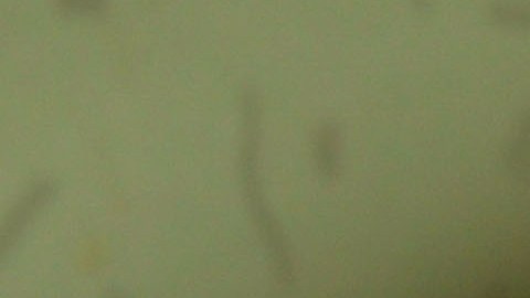 Un "tiktoker" revela cómo se hacen varios de los alimentos de McDonald’s.