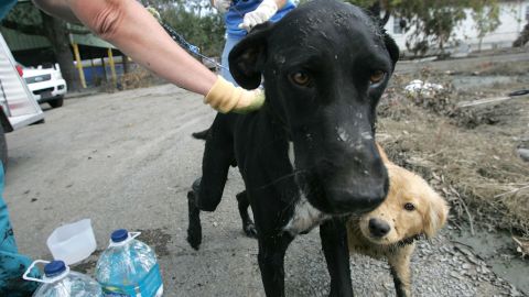 Perro callejero