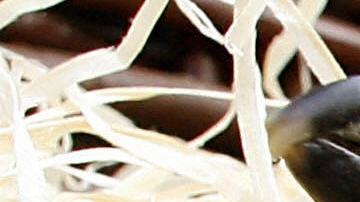 El polluelo que nació el día de Año Nuevo.