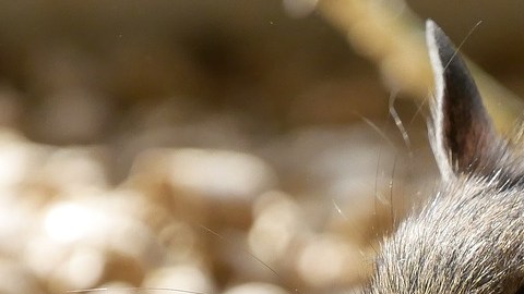 Rata