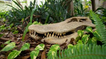 Encuentran el fósil de un cocodrilo que se comía dinosaurios