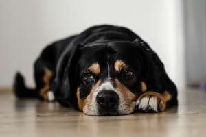 COVID: Extraña enfermedad que afecta a los perros es un tipo de coronavirus