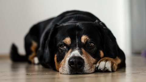 coronavirus perros