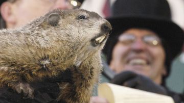 Marmota de Nueva Jersey muere horas antes del día en que debía dar su pronóstico