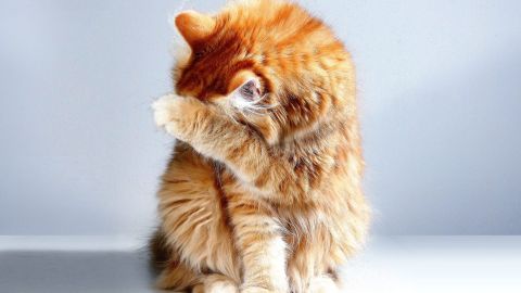 Gato llorar ratón