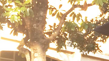 Taylour Young fue descubierto sin vida en la cajuela de su vehículo.