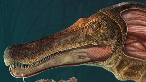 Ilustración del Iberospinus natarioi encontrado en Portugal.