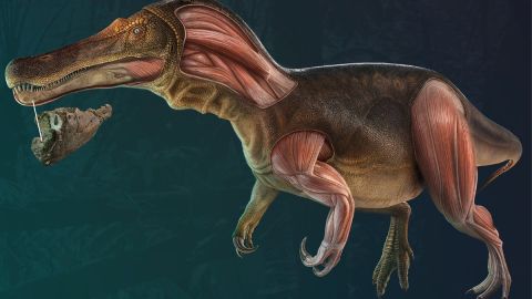 Ilustración del Iberospinus natarioi encontrado en Portugal.