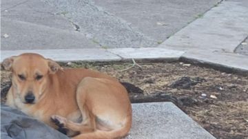 Perro acompana a su perro muerto