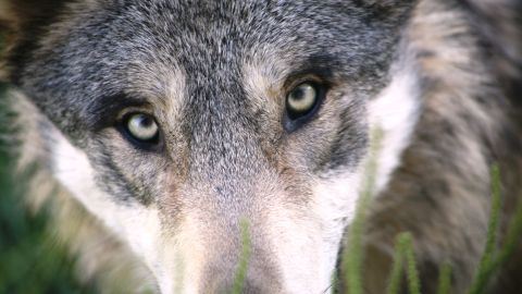 Los lobos han estado expuestos a una caza agresiva.