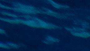 El descubrimiento de un tiburón joven fue excepcionalmente raro.