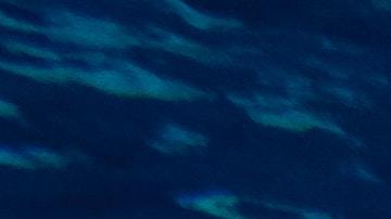 El descubrimiento de un tiburón joven fue excepcionalmente raro.