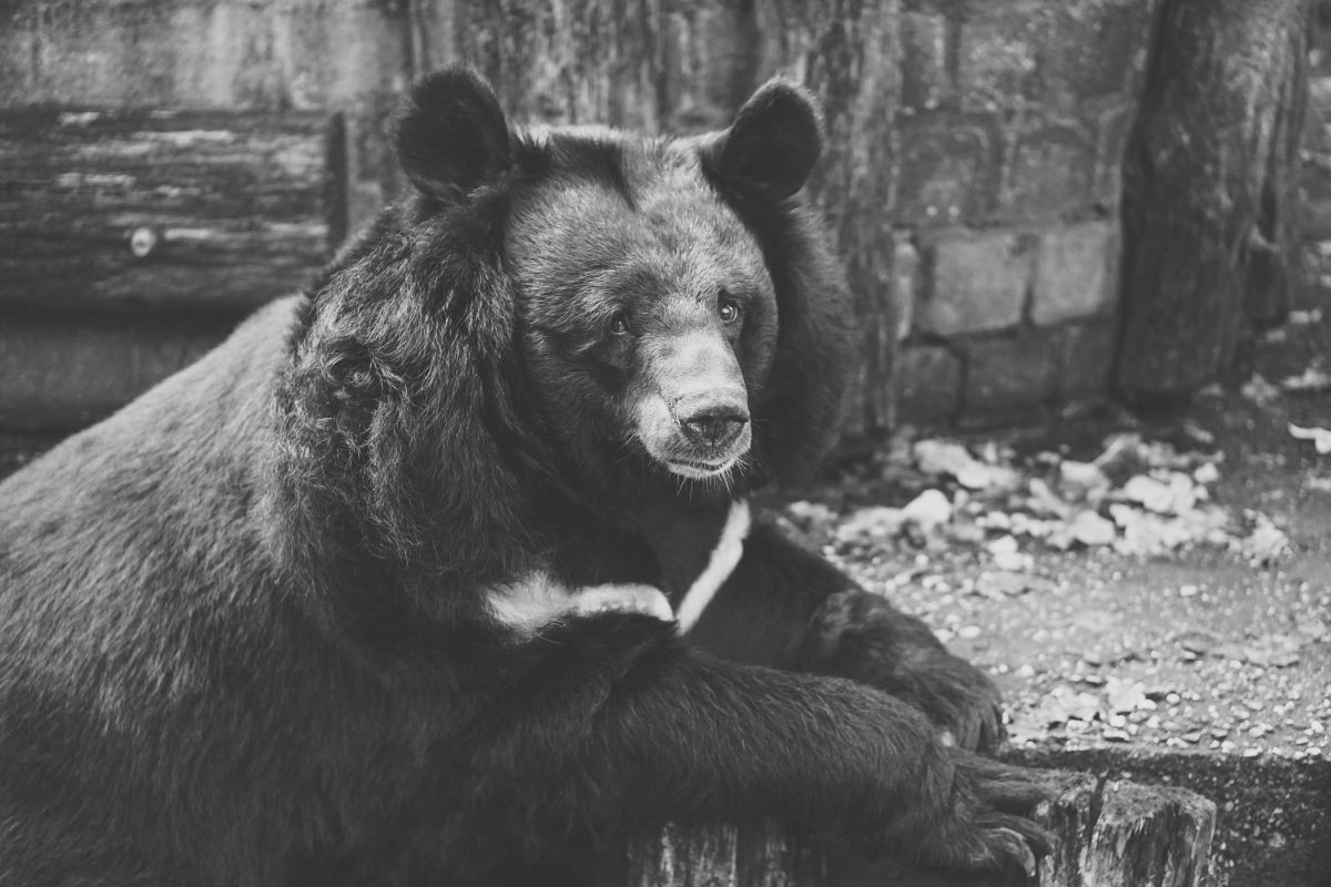 "Hank the Tank", un oso de 500 libras.