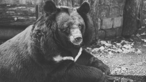 "Hank the Tank", un oso de 500 libras.