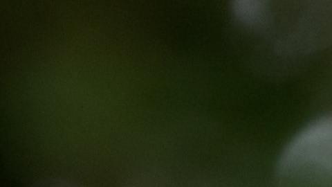 Ocultaron la muerte de 16 monos durante experimentos.