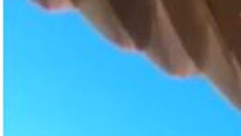 Un loro kea se robó una cámara GoPro en Nueva Zelanda.