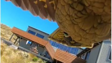 Un loro kea se robó una cámara GoPro en Nueva Zelanda.