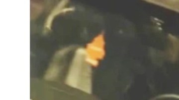 Conductor y vehículo involucrados en el arrollamiento.