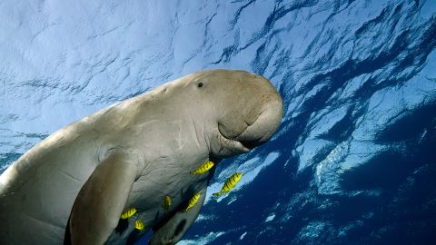 Dugón, un animal marino que habita el norte de la Gran Barrera.