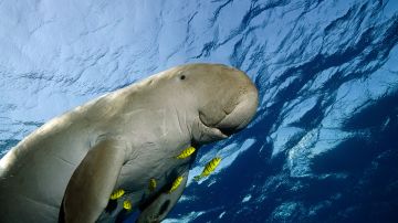 Dugón, un animal marino que habita el norte de la Gran Barrera.